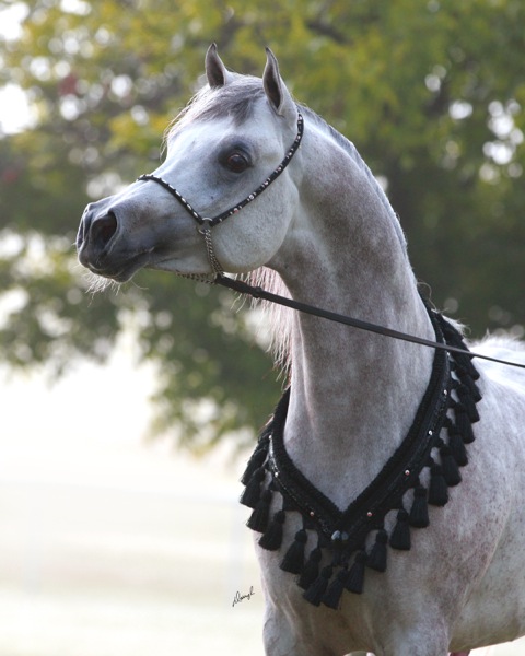 Ansata Sheikh Halim ( Ansata Hejazi x Ansata Samiha )
